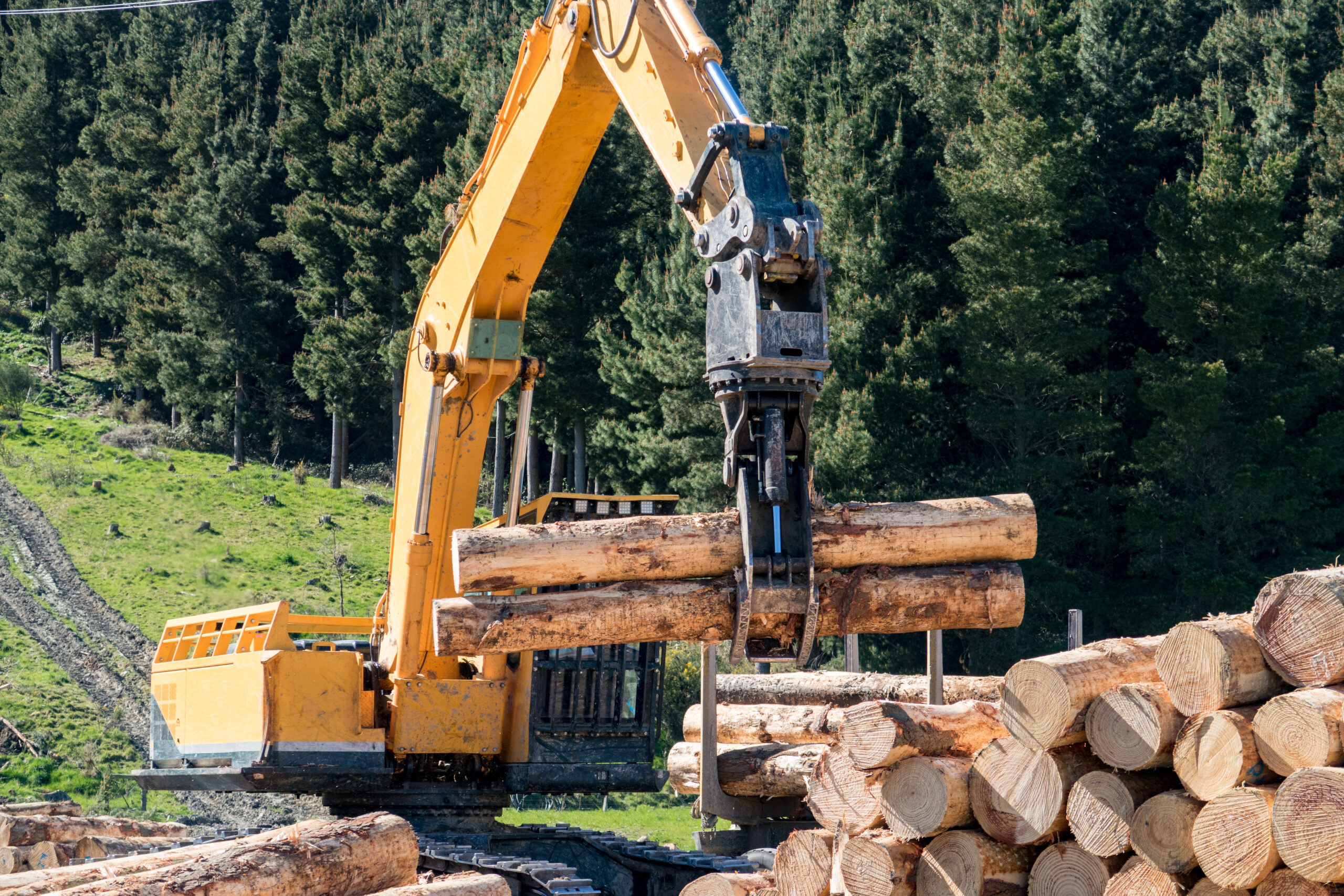 Forestry swing loader loading pine logs